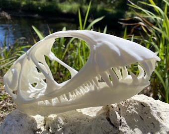 Dimorphodon Skull Replica Life Size 1:1