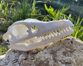 Archaeopteryx Skull Replica (Archaeopteryx lithographica) 1:1 Full size