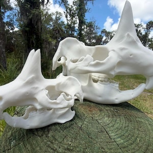 May include: Two white, three-dimensional printed replicas of rhinoceros skulls, one smaller and one larger, featuring detailed bone structures, prominent nasal horns, and articulated lower jaws, displayed together on a textured wooden surface.