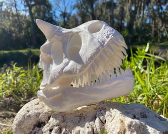 Réplica del cráneo de Carnotaurus (Carnotaurus sastrei)