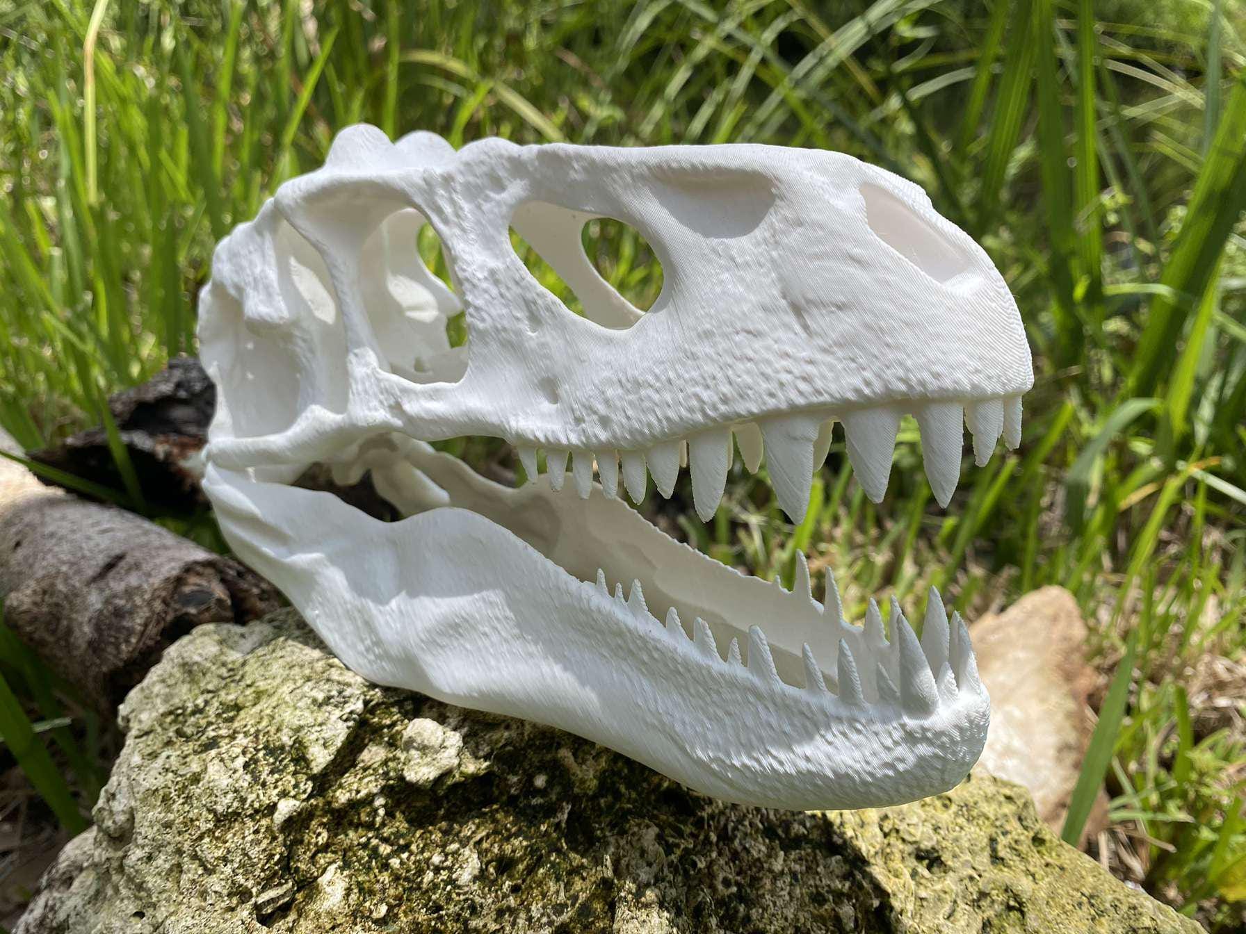 Trex skull - Etsy 日本