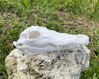 XL Nile Crocodile Skull Kit: 25