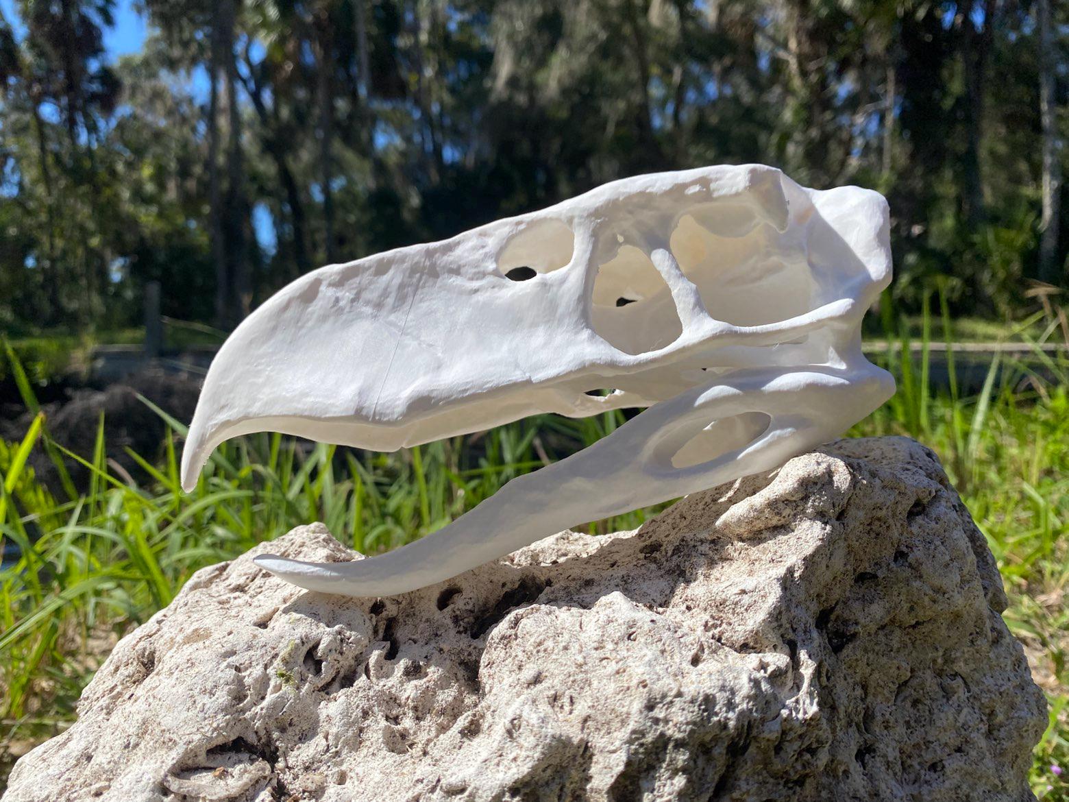 Terror Bird Skull Replica (titanis Walleri) - Etsy