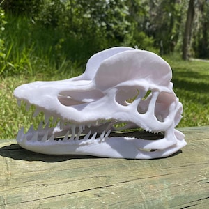 Dilophosaurus Skull Replica