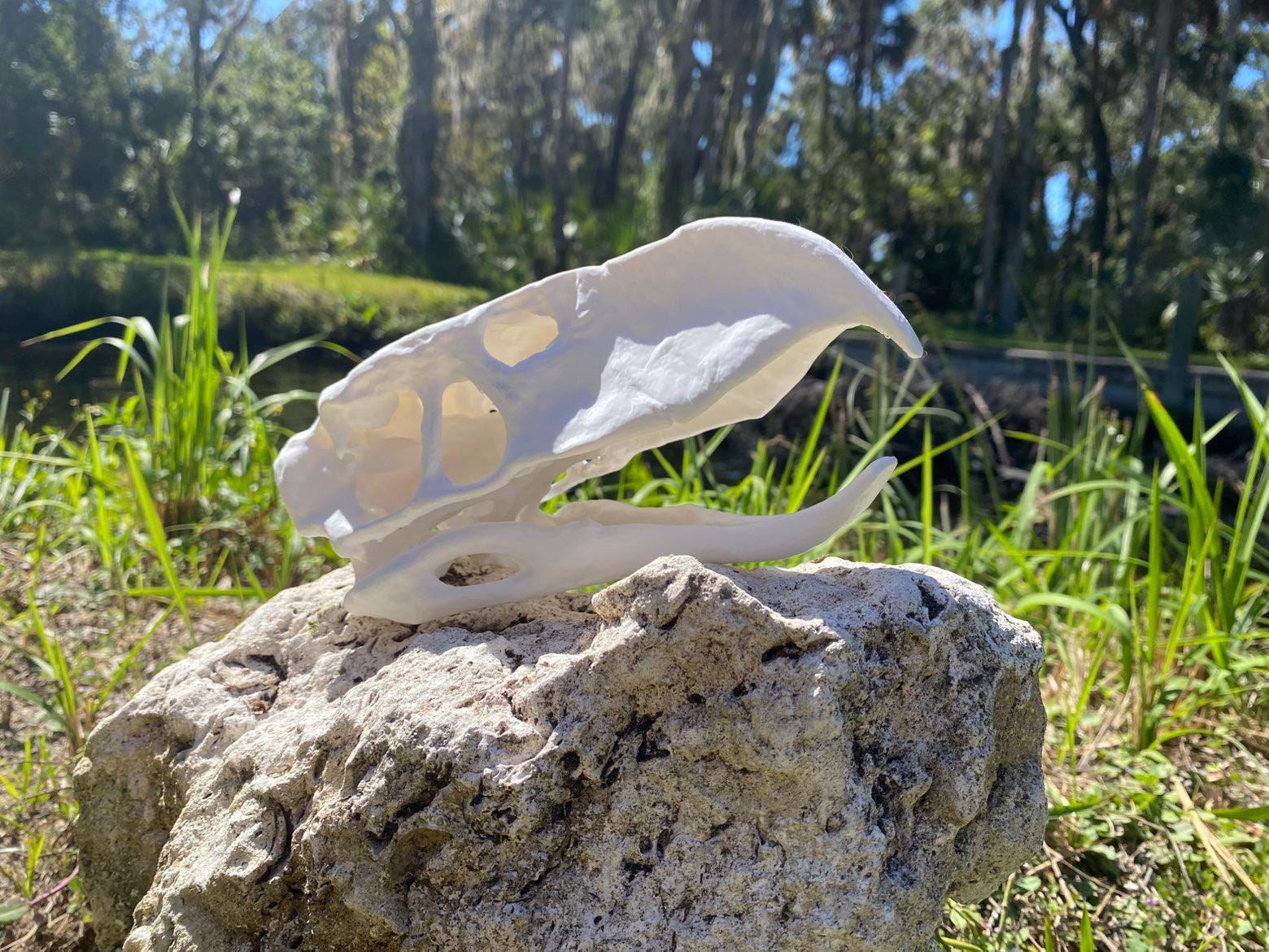 Terror Bird Skull Replica (titanis Walleri) - Etsy