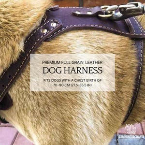 Pode incluir: Um arnês para cão de couro castanho com detalhes de costura. O arnês é etiquetado com "PREMIUM FULL GRAIN LEATHER DOG HARNESS" e "FITS DOGS WITH A CHEST GIRTH OF 70-90 CM (27.5-35.5 IN)".