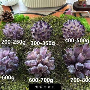 May include: Six amethyst crystal clusters of varying sizes and weights, displayed on a bed of green moss. The weights are labeled in grams, ranging from 200-250g to 700-800g. The crystals are a deep purple color.