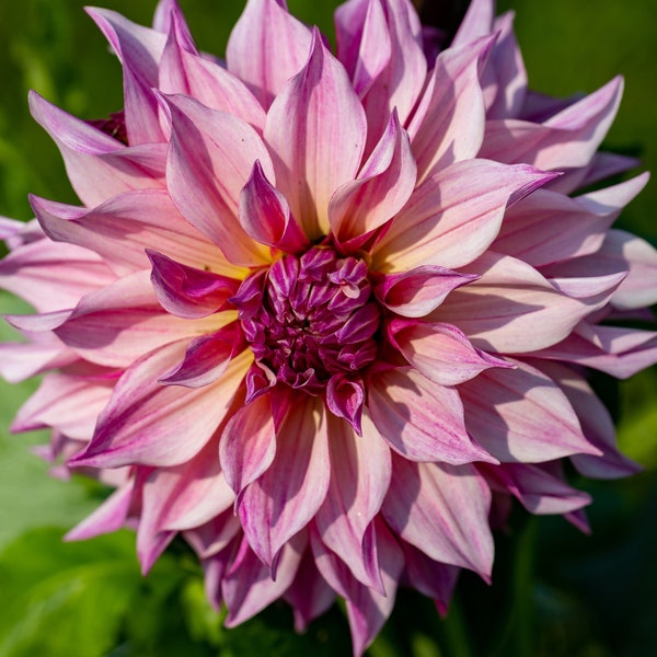 Pink Dahlia Photo Print - Original Floral  Photography- Print, Metal, Acrylic Options