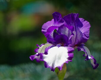 Blank Photo Note Card - Iris Purple Royalty All Occasion Greeting Card