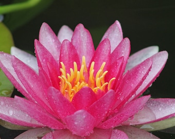 Blank Note Card -  Pink Water Lily All Occasion Photo Greeting Card