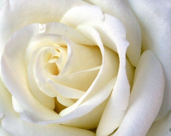 White Rose Floral Photo Print