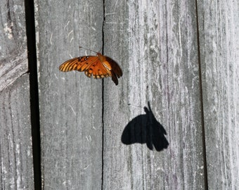 Blank Note Card - Butterfly Dancing Shadow - All Occasion Photo Greeting Card