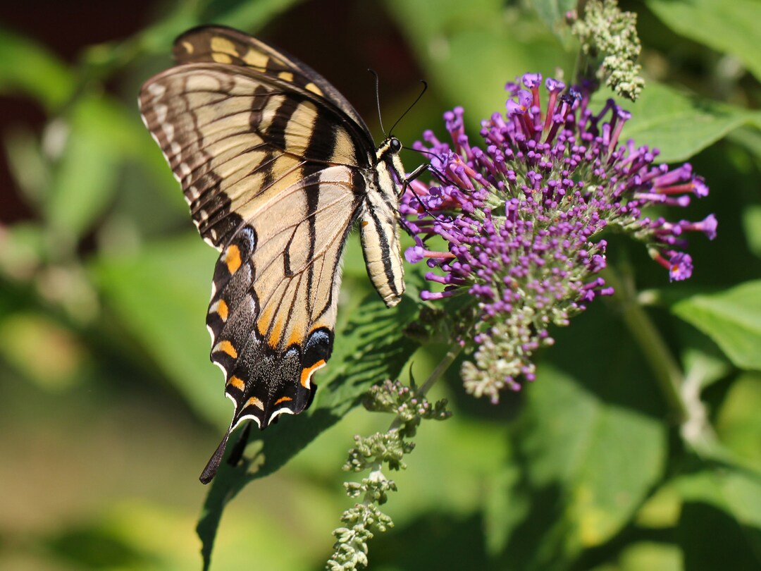 Blank Note Card - Swallowtail Photo Card - Butterfly Beauty -all ...