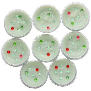 Succulent Soy Wax Melts, Wax Melts, Wax Pots, Wax Tarts, Highly Scented Wax Melts, Soy Candles, Lush Succulent Scented Wax Melts, Wax Shot
