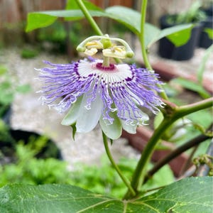 Passion Fruit Plant: Passiflora Incarnata Maypop, Organic Starter Plant