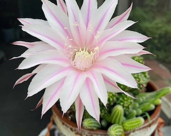 May include: A close-up of a blooming cactus flower with white petals and pink stripes. The flower is in a brown and white pot with green cacti. The flower's center has a cluster of white stamens.