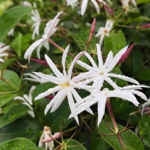 Live Wild Star Jasmine Plant, Jasminum nervosum vine/wild kund，subtriplinerve 山地茉莉,青藤仔  White Flowers, India Jasmine, Rare Jasmine variety