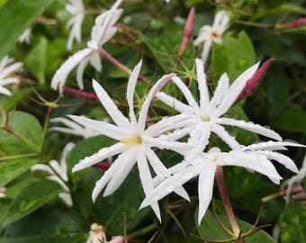 Live Wild Star Jasmine Plant: Fragrant White Flowers, Climbing Vine