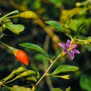 Live Goji Berry Plants, 枸杞树！Fresh Goji Berry Plants, Goji Berry indoor/outdoor, Drought Tolerant Plant, Grow Your Own Superfood Plants