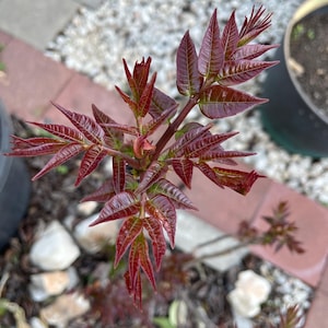 Toona sinensis plant，红油香椿树！Chinese Toon &#39;North Red&#39;, one year or two year sapling,Fragrant Spring Tree, Chinese mahogany, 香椿苗