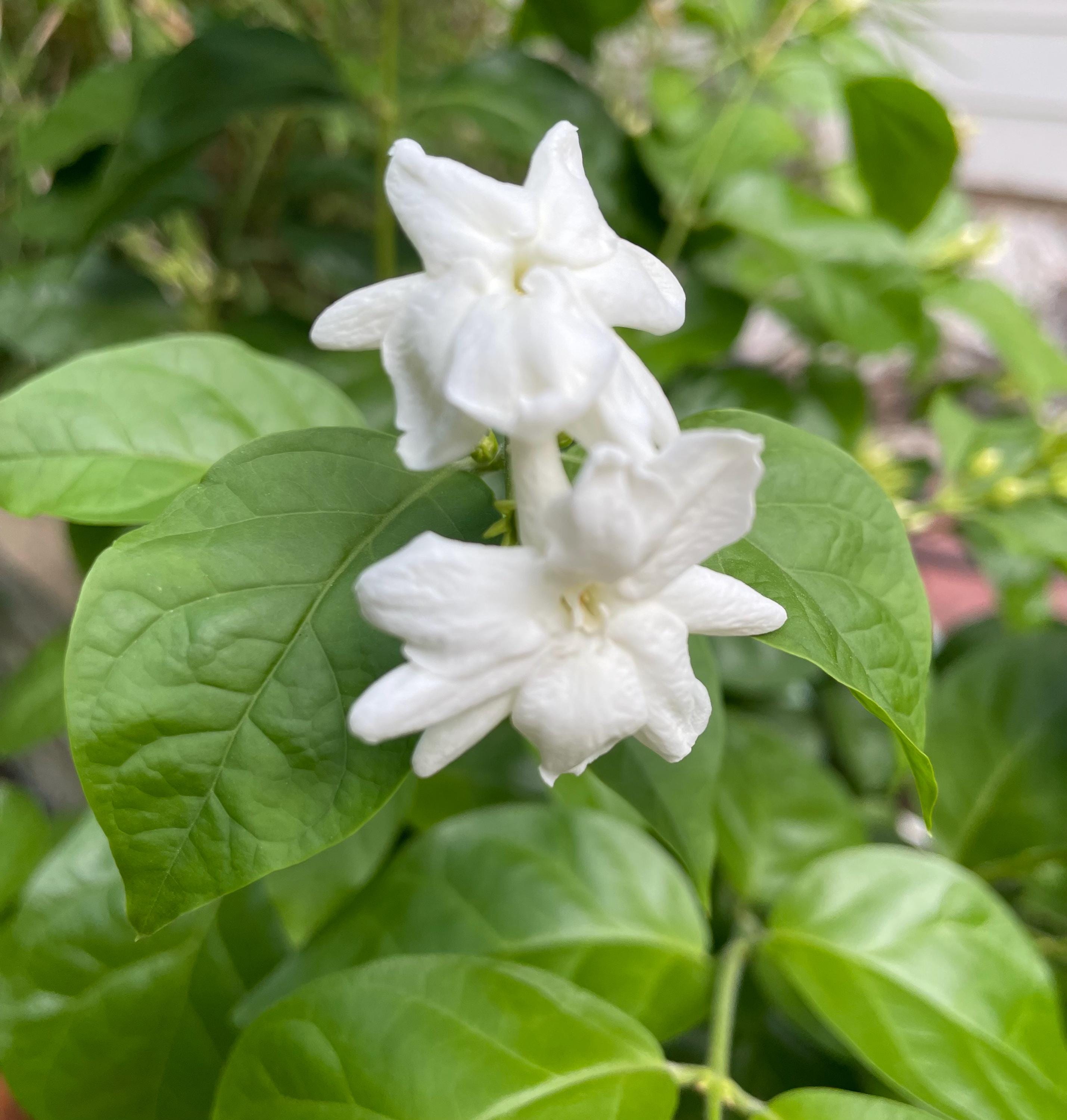 Sambac Arabian Jasmine, White Fragrance Flowers and Brilliant