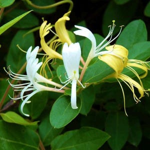 Honeysuckle Plant  (Lonicera japonica) 金银花 –hummingbird plant! Fragrant Bushes and Healing! -Japanese Honeysuckle vine “Scentsation”