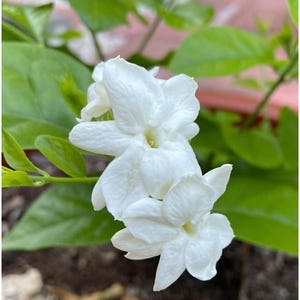 Sambac Arabian Jasmine, White Fragrance Flowers and Brilliant Green Leaves, Low Maintenance Live Plant