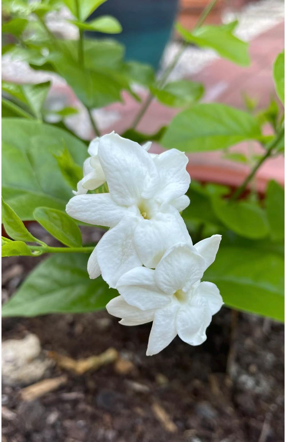 Sambac Arabian Jasmine, White Fragrance Flowers and Brilliant