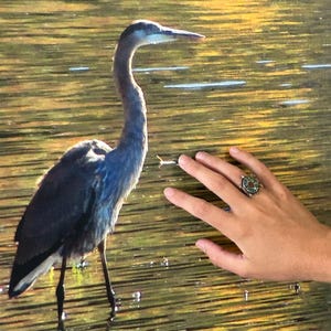 May include: A canvas print of a Great Blue Heron standing in water. The bird has blue and gray feathers and a long neck and beak. The water has a golden hue. A hand with a ring is touching the canvas.