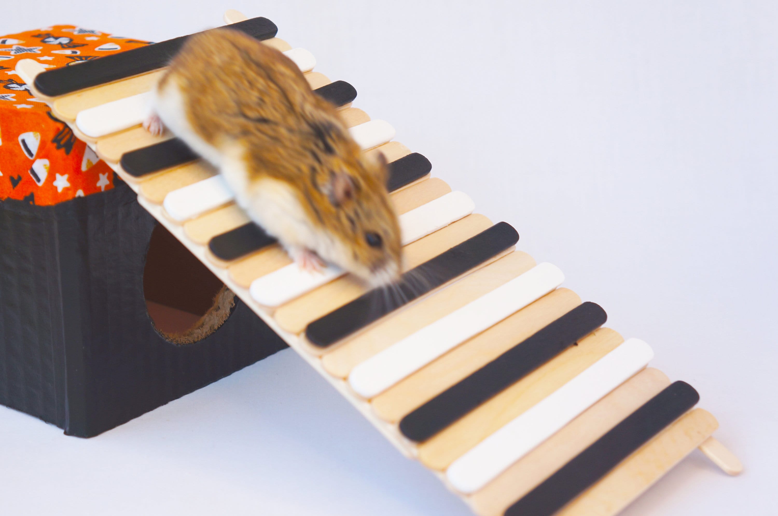 Hamster ladder store