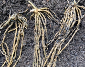 Asparagus - 3, 5 or 10 crowns - Free delivery within the UK