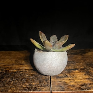 May include: A small succulent plant with green and reddish-brown leaves is potted in a round, gray concrete planter. The plant sits on a dark wooden surface against a black background. The succulent has multiple leaves.
