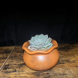 May include: A small, round, orange-brown ceramic pot with a ruffled rim, holding a light blue-green succulent plant. The pot sits on a wooden surface against a dark background. The succulent has a rosette shape.
