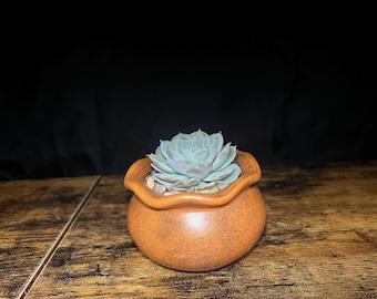 Mini Ruffle Top Planter - 3 inch Succulent Pot