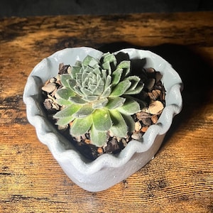 Heart Shaped Concrete Planter with Ruffle Top - 4 Inch Succulent Pot