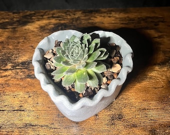 May include: A small succulent plant in a gray heart-shaped planter with a ruffled edge. The planter is filled with small stones and soil.