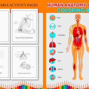 Human Anatomy Practice Sheet, Coloring And Activity Book Study Guide for Students To Easily Learn Anatomy and Physiology Book For All.