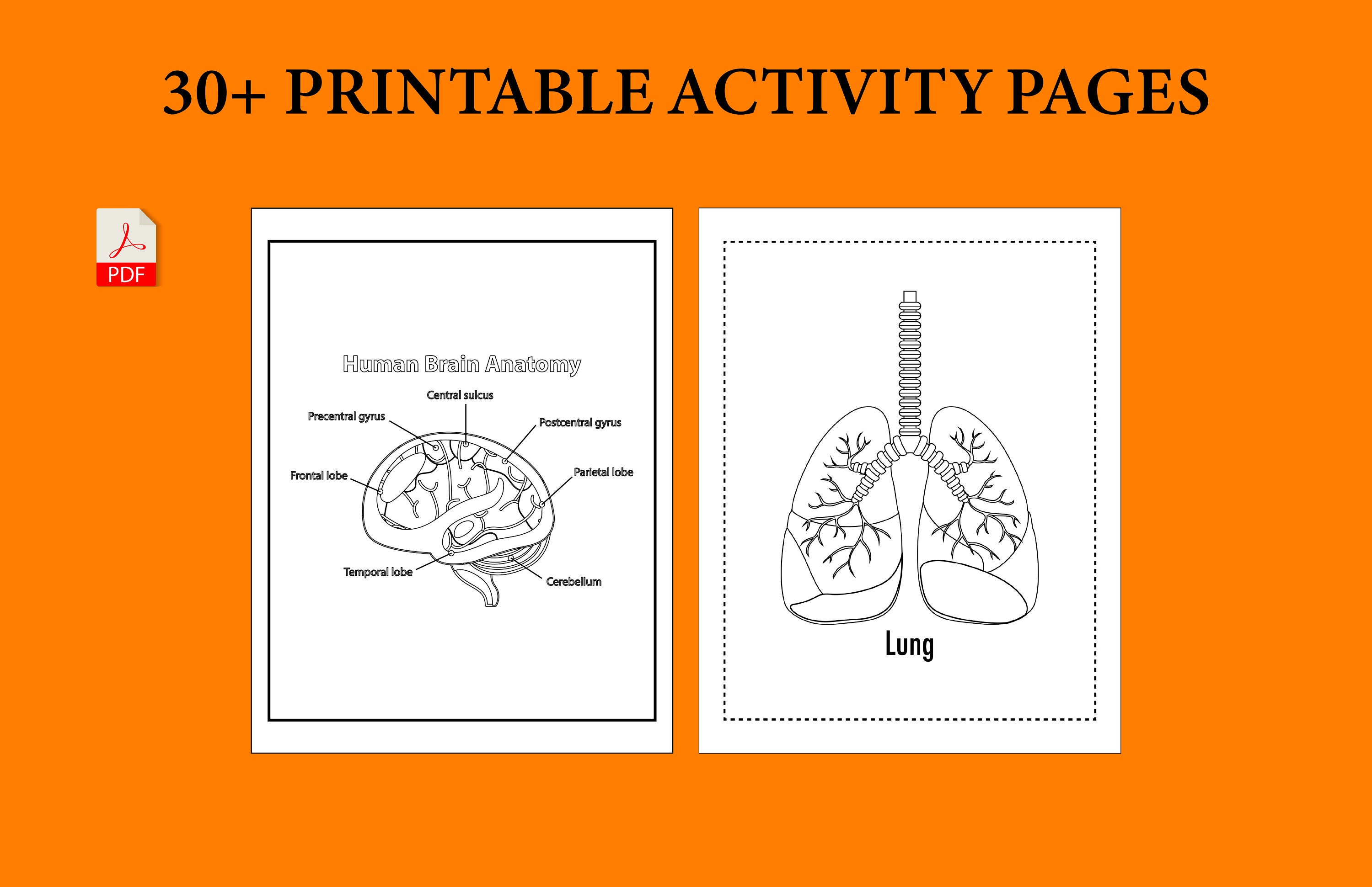 Human Anatomy Practice Sheet, Coloring and Activity Book Study Guide ...