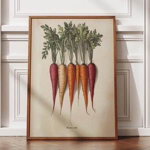 Carrots vintage poster kitchen botanical art antique print vegetables plant botanical illustration kitchen wall art print kitchen decor