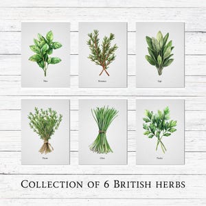 Sammlung von 6 britischen Kräutern im Aquarell Stil Kräuter Vintage Poster Botanischer Druck Küche Wanddeko kulinarisch frische grüne Kräuterkunst