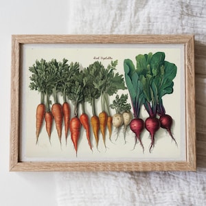 Root Vegetables vintage poster kitchen botanical art antique print plant botanical illustration kitchen wall art print kitchen decor