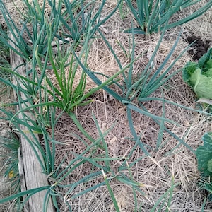 Peut inclure: Gros plan sur un parterre de jardin avec des plants d'oignons verts. Les oignons ont de longues tiges vertes et fines, poussant dans un lit de paille et de bois. Quelques plants de chou sont visibles en arrière-plan.