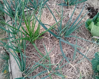 Estnische Kartoffelzwiebeln - Allium cepa var. aggregatum (Kartoffelzwiebel)