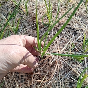 Könnte beinhalten: Nahaufnahme von Frühlingszwiebelpflanzen, die in einem Gartenbeet wachsen, das mit Stroh bedeckt ist. Die langen, schlanken grünen Blätter der Zwiebeln sind sichtbar, mit einer Hand, die eine der Pflanzen sanft berührt. Das Stroh dient als natürlicher Mulch.
