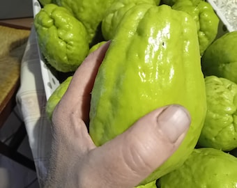 Op de afbeelding: Een verzameling lichtgroene chayote-vruchten verpakt in een kartonnen doos. Elke chayote heeft een gladde, licht gerimpelde schil, een peervorm en diepe groeven in de lengte, met een levendige, uniforme limoengroene kleur.