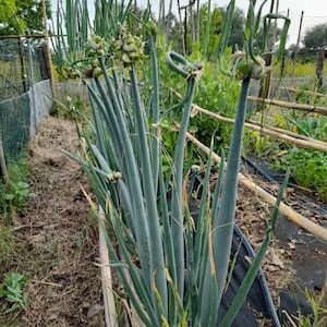 Può includere: Primo piano di piante di cipollotti che crescono in un giardino. I cipollotti hanno steli lunghi e sottili con capolini bulbosi. Le piante sono circondate da altra vegetazione e da una recinzione.