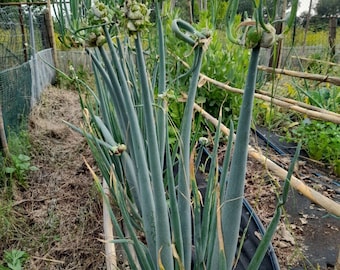 Cipolla Egiziana - Allium cepa viviparum/proliferum (Oignon Rocambole)