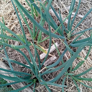 Cebolla de patata noruega – Allium cepa var. aggregatum – Bulbos, semillas y plántulas Jardín/Cultivo