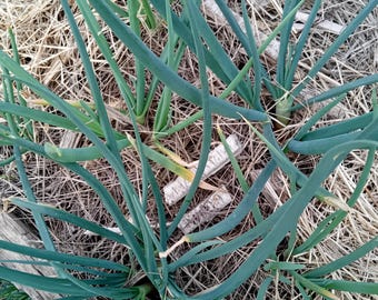 Potato Onion Norwegian – Allium cepa var. aggregatum – Bulbi, Semi e Piantine Orto/Coltivazione