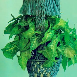 May include: A teal macrame plant hanger with a lush green plant. The intricate woven design features a bell and decorative tassels. The plant has large, vibrant green leaves with yellow veins, creating a striking contrast.